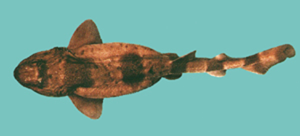 Cephaloscyllium umbratile Jordan & Fowler, 1903